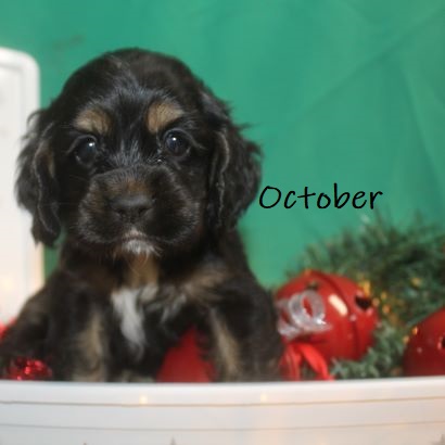 puppy, for, sale, Cocker Spaniel, Joe & Cherri  Overlease, dog, breeder, Miller, MO, dog-breeder, puppy-for-sale, forsale, nearby, find, puppyfind, locator, puppylocator, aca